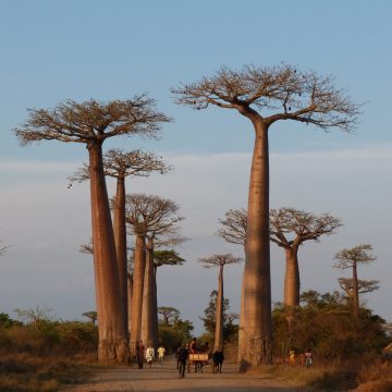 Unveiling the Origins of Baobab Trees