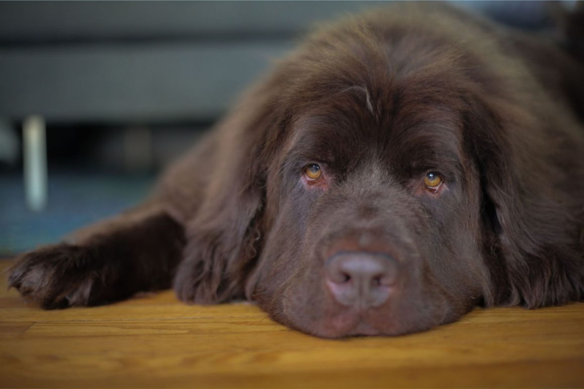 06f8a1ba-3ed5-4af0-801f-614352c797b0 How Dogs Can Support Anxiety Management
