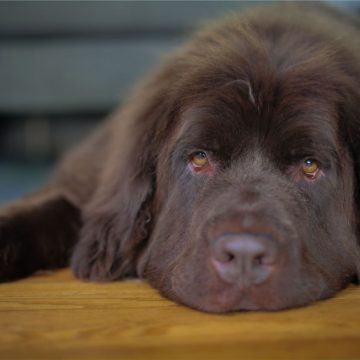 How Dogs Can Support Anxiety Management