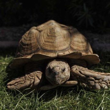 Rex the Tortoise’s Unique Journey in Scottsdale