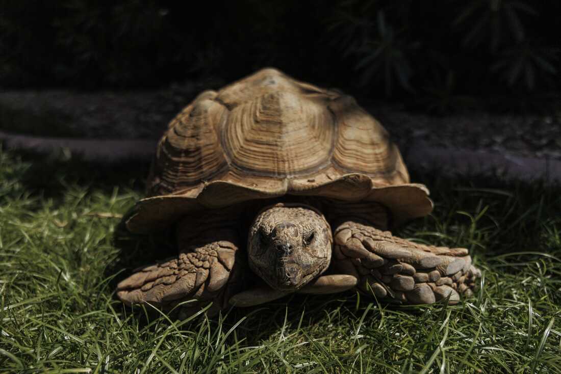 0caaccb9-0e73-4982-96f4-807b46aeedf2 Rex the Tortoise’s Unique Journey in Scottsdale