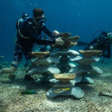 Can Concrete Molds Revive Coral Reefs Ruined by Bombs and Climate Change?