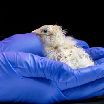 Biotech Firm Develops Artificial Environment for Hatching Chicks