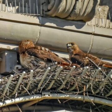 New Beginnings at Pale Male’s Famous Fifth Avenue Nest