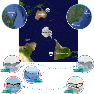 Record-Breaking Journeys of Humpback Whales Between Brazil and Australia