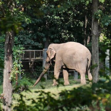 Court Rules Bronx Zoo Can Keep Elephant Happy