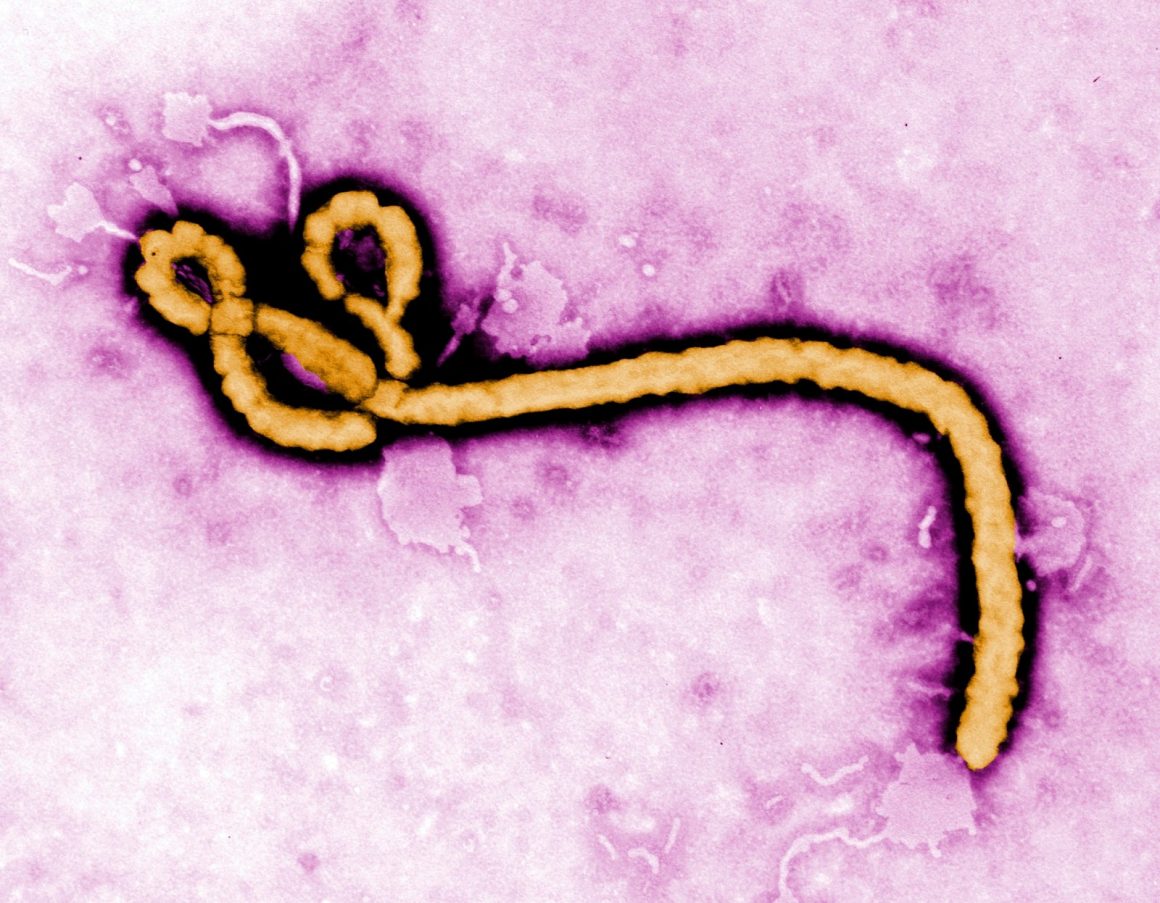 Comparing Ebola and Hantavirus Amid Recent Outbreaks