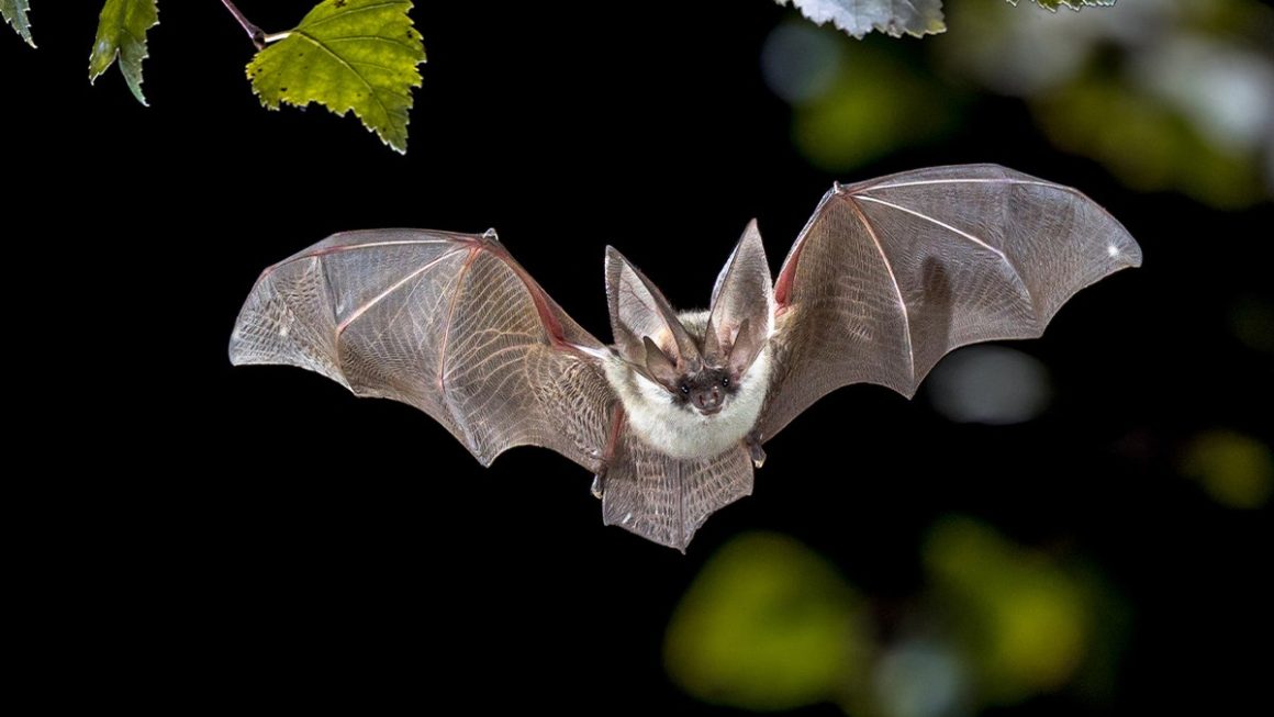 7080901a-b93b-4c9a-bdab-df8d119bff62 Rabid Bat Found Near California Neighborhood Sparks Health Alert
