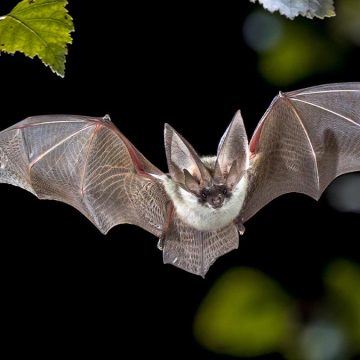 Rabid Bat Found Near California Neighborhood Sparks Health Alert