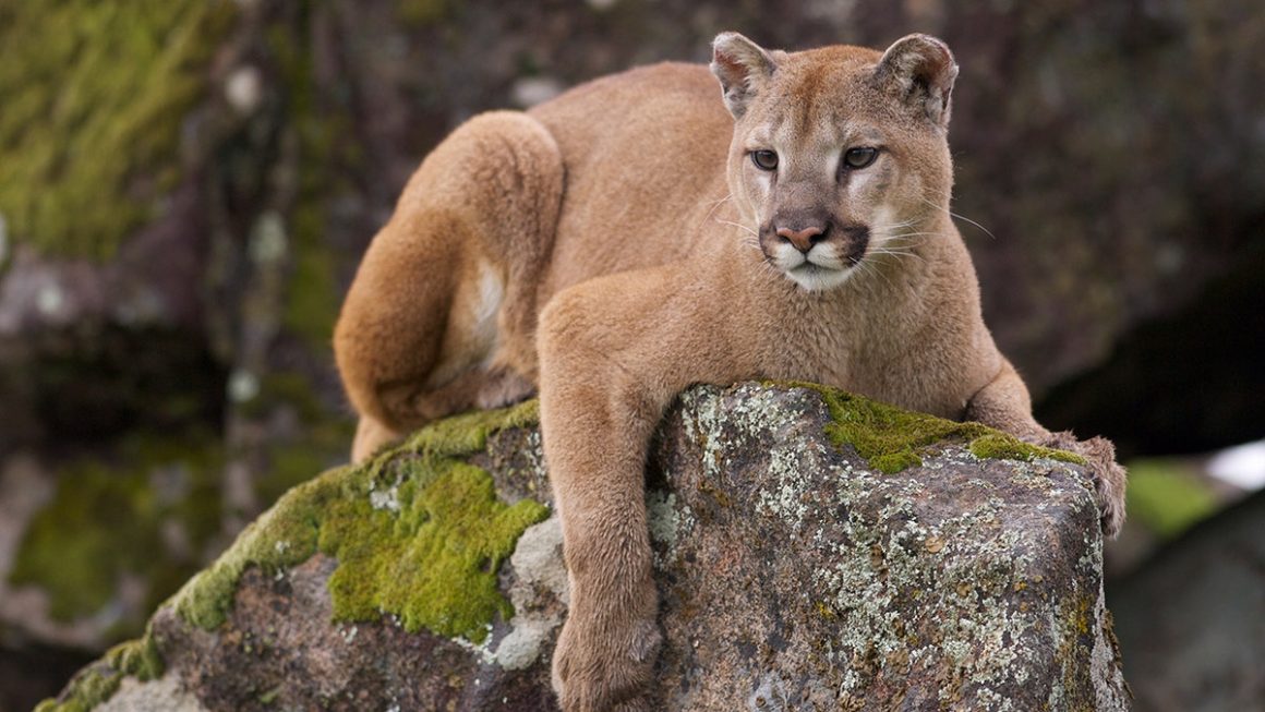 Unexpected Encounter with a Mountain Lion in Pasadena