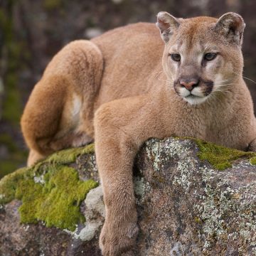 Unexpected Encounter with a Mountain Lion in Pasadena