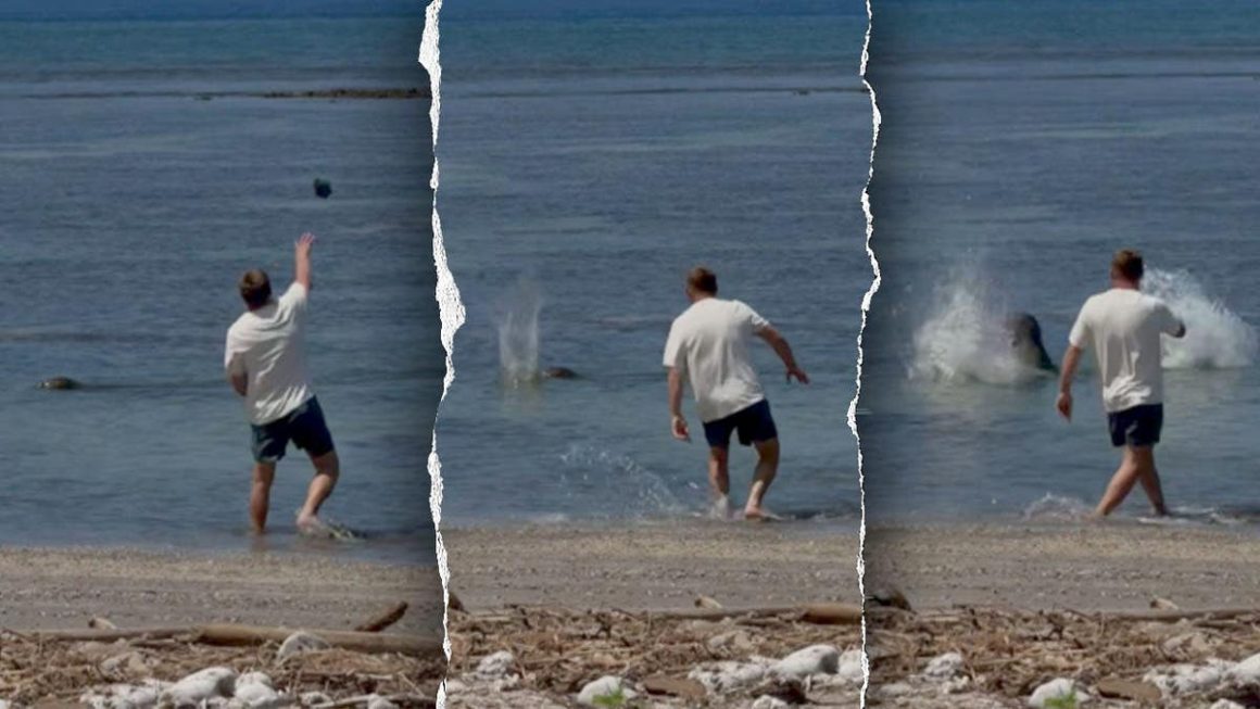 Businessman Charged with Harassing Endangered Hawaiian Monk Seal