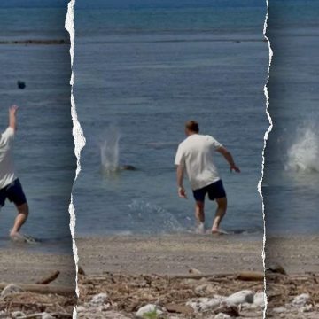 Businessman Charged with Harassing Endangered Hawaiian Monk Seal
