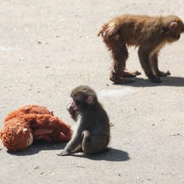 American Tourists Arrested in Japan for Trespassing at Zoo