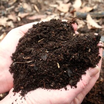 Common Gardening Myths and Misconceptions Explored