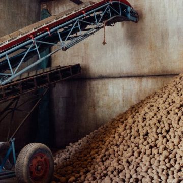 Belgium Faces Potato Surplus as Global Demand Shifts