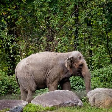 Debate on Happy the Asian Elephant’s Future