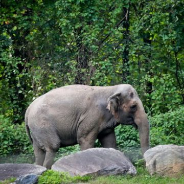 Argentine Authorities Seize Trafficked Marine Animals from Kenya