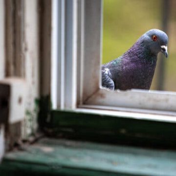 Ancient Pigeon Domestication: New Discoveries from Cyprus