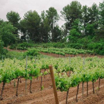 How Vineyards and Other Landscapes Help Mitigate Wildfires in Europe
