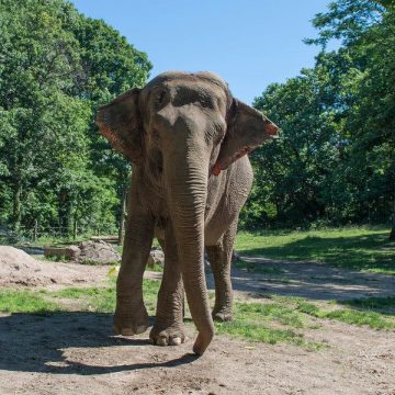 Controversy Surrounding Happy the Elephant at the Bronx Zoo