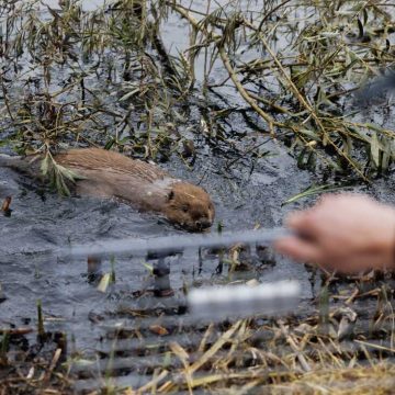 Unexpected Allies: Beavers Aid in Flood Prevention and Biodiversity in London