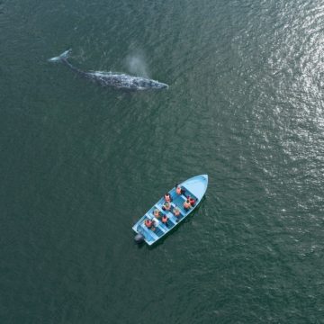 Gray Whale Population Faces Severe Declines Amid Changing Arctic Conditions