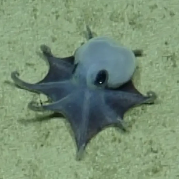 New Octopus Species Discovered Near Galapagos Islands