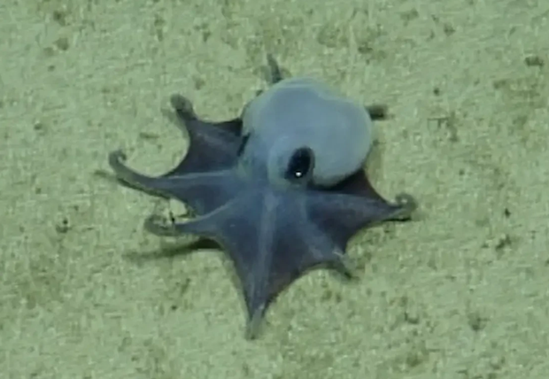 e96395e1-01ae-4268-94a7-d068c887174d New Octopus Species Discovered Near Galapagos Islands