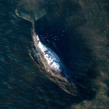 The Humpback Whale Saga Ends in Denmark