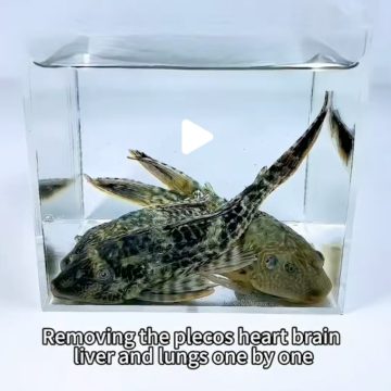 Animal Cruelty in LabGerm Videos Faces Internet Outrage