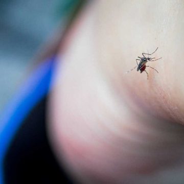 Effective Ways to Prevent Mosquito Bites