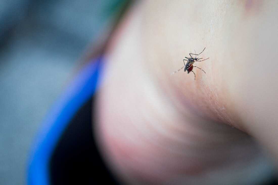 fe693d72-0246-46e9-af61-7195d1219c79 Effective Ways to Prevent Mosquito Bites