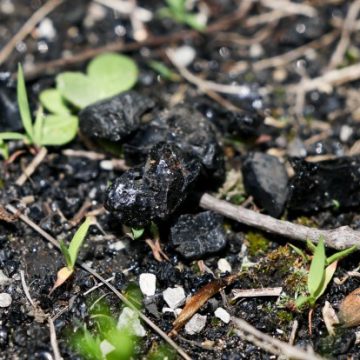 Coal Ash Contamination and Regulatory Changes in the Great Lakes Region