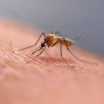 Google’s Innovative Mosquito Control Program