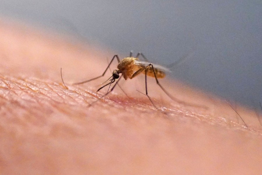 0ff7ae6c-d81d-41c3-94e8-afeda70a9419 Google’s Innovative Mosquito Control Program