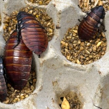15554bab-328b-49b1-a592-8467c1e3b7ca Threat of Screwworm Fly to U.S. Cattle Industry