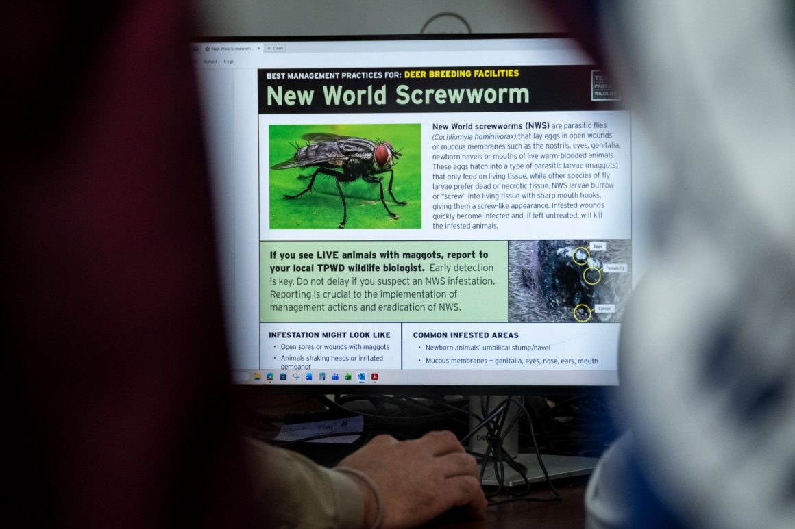 New Screwworm Case Detected in Texas Raises Concerns