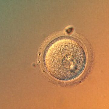 3dfc0577-7480-4c7c-8f15-26103c8f8a5c Advances in Genetic Editing of Human Embryos Raise Ethical Concerns