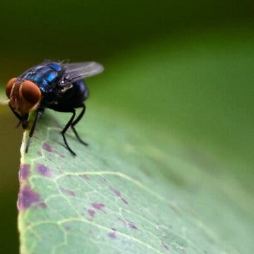 Parasitic Fly Threat Re-emerges in U.S.