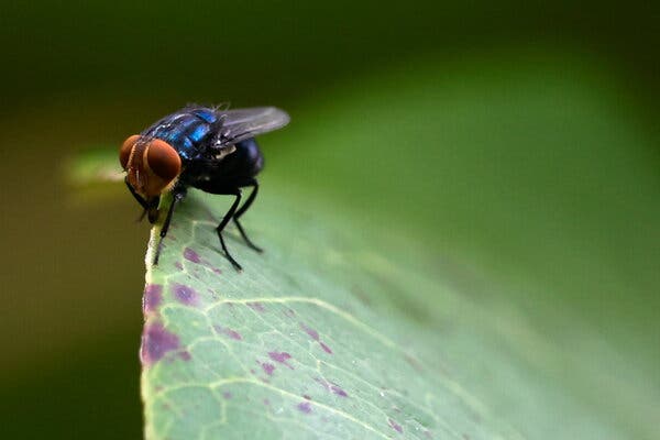4a4d6cda-6224-491d-8baa-0d14a78b226f Parasitic Fly Threat Re-emerges in U.S.