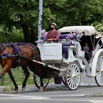 4b4a61db-2ce3-4692-bae3-0d904090d4ac Controversy Surrounding Horse-Drawn Carriage Rides in Central Park