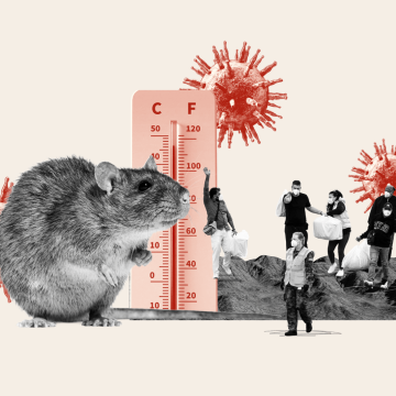 Super El Niño May Affect Hantavirus Risk in the U.S.