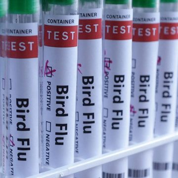 H5N1 Bird Flu Reaches Australia