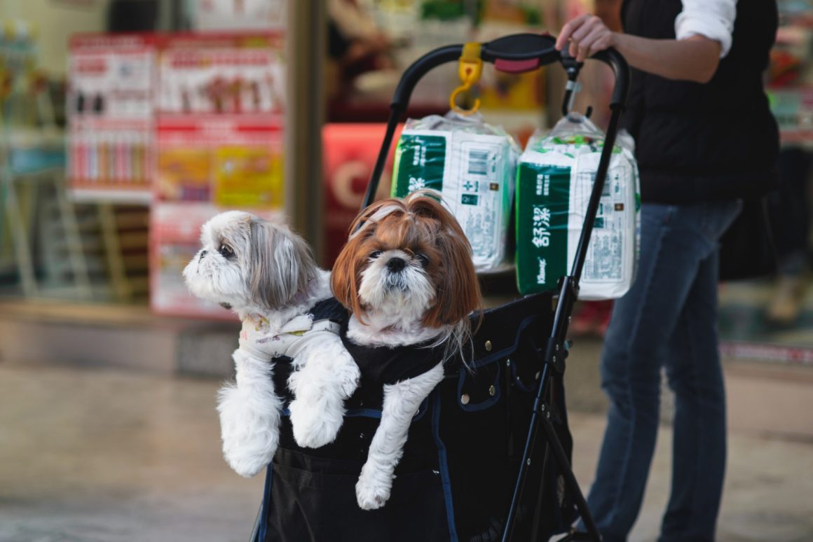 Taiwan Faces Demographic Crisis as Pets Outnumber Children