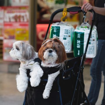 Taiwan Faces Demographic Crisis as Pets Outnumber Children