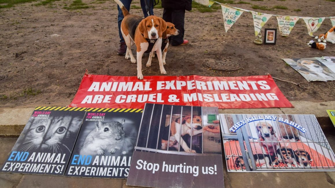 Many rescued beagles from Wisconsin learn to adapt to new lives