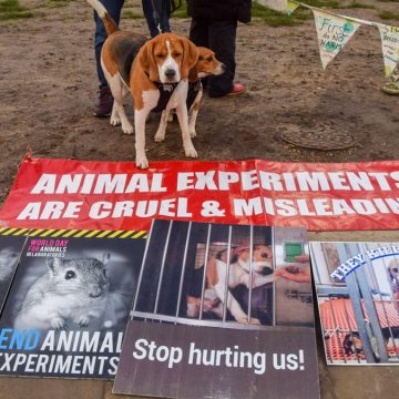 Many rescued beagles from Wisconsin learn to adapt to new lives