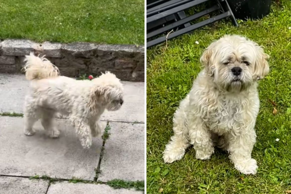 Unexpected Canine Drama: Lessons from a Family’s Experience