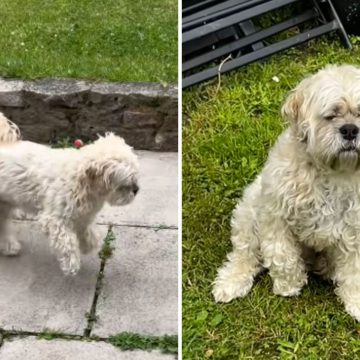 Unexpected Canine Drama: Lessons from a Family’s Experience